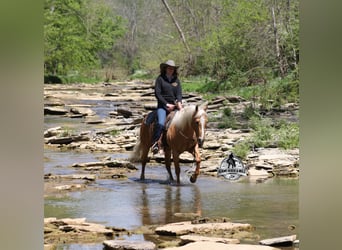 American Quarter Horse, Gelding, 9 years, 14 hh