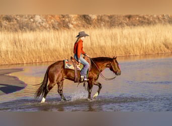 American Quarter Horse, Gelding, 9 years, 14,1 hh, Sorrel