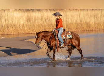 American Quarter Horse, Gelding, 9 years, 14,1 hh, Sorrel