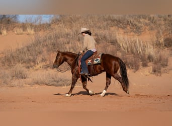 American Quarter Horse, Gelding, 9 years, 14,1 hh, Sorrel