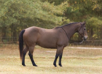 American Quarter Horse, Gelding, 9 years, 14,2 hh, Buckskin