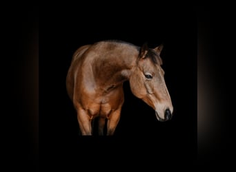 American Quarter Horse, Gelding, 9 years, 14,2 hh, Buckskin