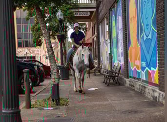 American Quarter Horse, Gelding, 9 years, 14,2 hh, Gray