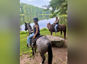 American Quarter Horse, Gelding, 9 years, 14,2 hh, Roan-Blue