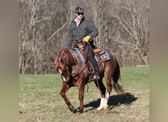 American Quarter Horse, Gelding, 9 years, 14,2 hh, Roan-Red