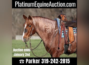 American Quarter Horse, Gelding, 9 years, 14,2 hh, Roan-Red