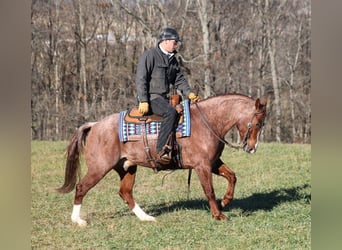 American Quarter Horse, Gelding, 9 years, 14,2 hh, Roan-Red