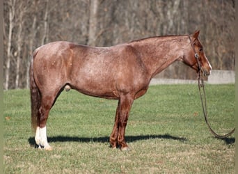 American Quarter Horse, Gelding, 9 years, 14,2 hh, Roan-Red