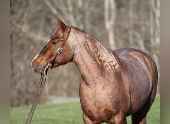 American Quarter Horse, Gelding, 9 years, 14,2 hh, Roan-Red