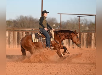 American Quarter Horse, Gelding, 9 years, 14,2 hh, Sorrel