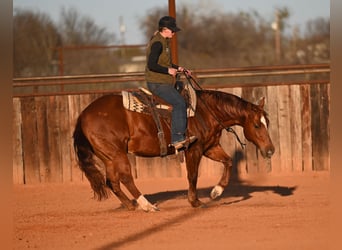 American Quarter Horse, Gelding, 9 years, 14,2 hh, Sorrel
