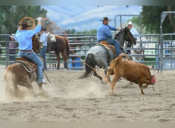 American Quarter Horse, Gelding, 9 years, 14,2 hh, Sorrel