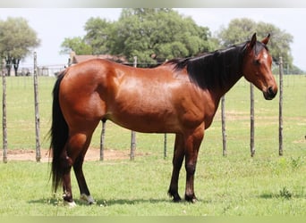American Quarter Horse, Gelding, 9 years, 14,3 hh, Bay