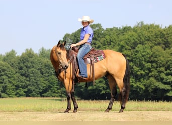 American Quarter Horse, Gelding, 9 years, 14,3 hh, Buckskin