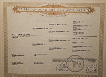 American Quarter Horse, Gelding, 9 years, 14,3 hh, Buckskin