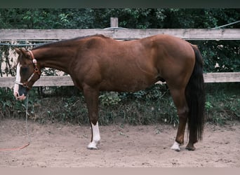 American Quarter Horse, Gelding, 9 years, 14,3 hh, Chestnut-Red