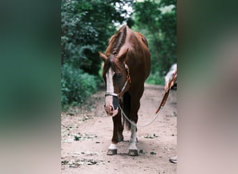 American Quarter Horse, Gelding, 9 years, 14,3 hh, Chestnut-Red
