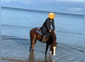 American Quarter Horse, Gelding, 9 years, 14,3 hh, Chestnut-Red