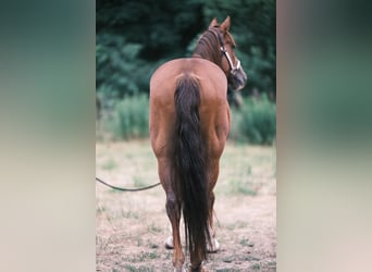 American Quarter Horse, Gelding, 9 years, 14,3 hh, Chestnut-Red