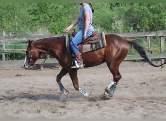 American Quarter Horse, Gelding, 9 years, 14,3 hh, Chestnut-Red