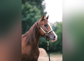 American Quarter Horse, Gelding, 9 years, 14,3 hh, Chestnut-Red