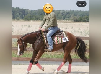American Quarter Horse, Gelding, 9 years, 14,3 hh, Chestnut-Red