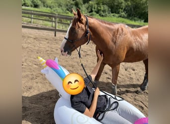 American Quarter Horse, Gelding, 9 years, 14,3 hh, Chestnut-Red
