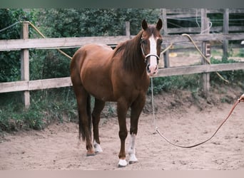 American Quarter Horse, Gelding, 9 years, 14,3 hh, Chestnut-Red