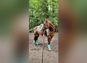 American Quarter Horse, Gelding, 9 years, 14,3 hh, Chestnut-Red