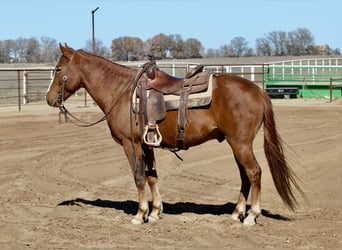 American Quarter Horse, Gelding, 9 years, 14,3 hh, Chestnut