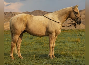 American Quarter Horse, Gelding, 9 years, 14,3 hh, Palomino