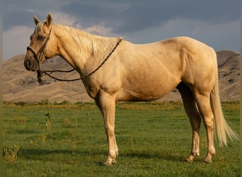 American Quarter Horse, Gelding, 9 years, 14,3 hh, Palomino