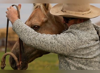 American Quarter Horse, Gelding, 9 years, 14,3 hh, Palomino