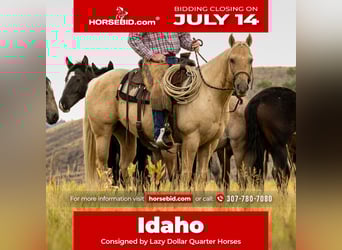 American Quarter Horse, Gelding, 9 years, 14,3 hh, Palomino