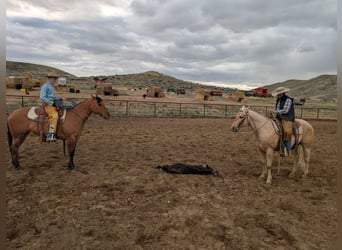 American Quarter Horse, Gelding, 9 years, 14,3 hh, Palomino