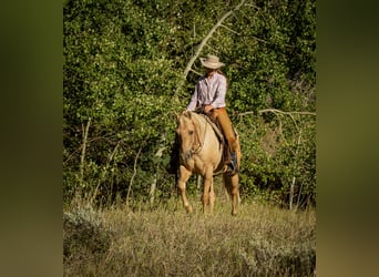 American Quarter Horse, Gelding, 9 years, 14,3 hh, Palomino