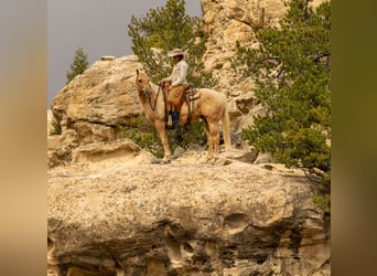 American Quarter Horse, Gelding, 9 years, 14,3 hh, Palomino
