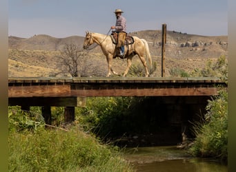 American Quarter Horse, Gelding, 9 years, 14,3 hh, Palomino