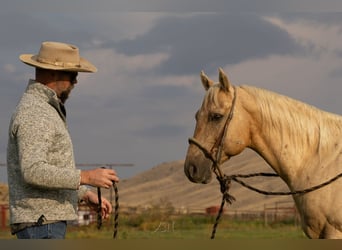 American Quarter Horse, Gelding, 9 years, 14,3 hh, Palomino