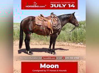 American Quarter Horse, Gelding, 9 years, 14,3 hh, Roan-Bay