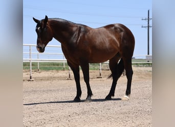 American Quarter Horse, Gelding, 9 years, 14,3 hh, Roan-Bay