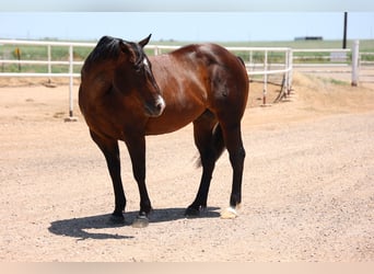 American Quarter Horse, Gelding, 9 years, 14,3 hh, Roan-Bay