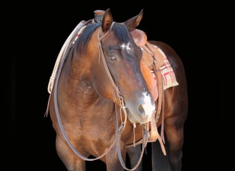 American Quarter Horse, Gelding, 9 years, 14,3 hh, Roan-Bay