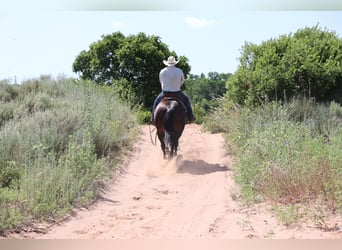American Quarter Horse, Gelding, 9 years, 14,3 hh, Roan-Bay
