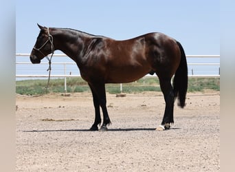 American Quarter Horse, Gelding, 9 years, 14,3 hh, Roan-Bay