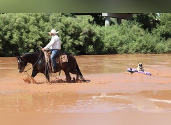American Quarter Horse, Gelding, 9 years, 14,3 hh, Roan-Bay