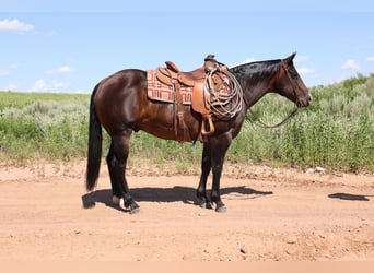 American Quarter Horse, Gelding, 9 years, 14,3 hh, Roan-Bay