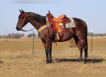 American Quarter Horse, Gelding, 9 years, 14,3 hh, Roan-Bay