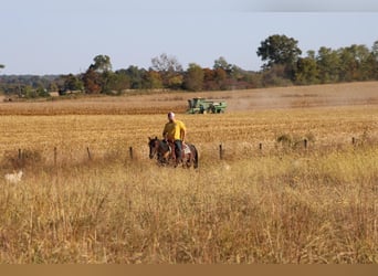 American Quarter Horse, Gelding, 9 years, 14,3 hh, Roan-Bay