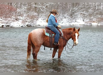 American Quarter Horse, Gelding, 9 years, 14,3 hh, Roan-Red